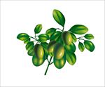 油