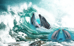 海豚
