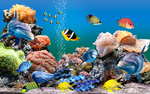 海洋生物