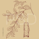 香叶树