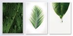 清新植物树叶创意卧室装饰画