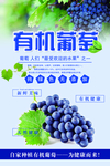 葡萄