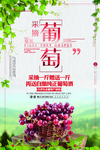 葡萄