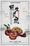 灵芝