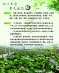 莲花茶简介使用方法绿色背景