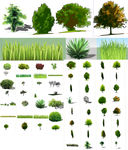 植物SU模型