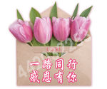 康乃馨异形板感恩KT板