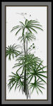 清新文竹