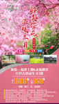 樱花 3月 福建 土楼 日本
