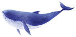 蓝色鲸鱼 插画 whale