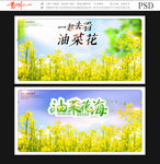 油菜花