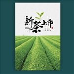新茶