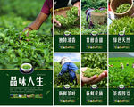 茶叶