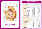 女性骨盆正中矢状断科室解剖图
