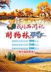 胡杨林