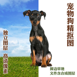 杜宾犬