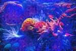 油画