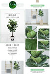 植物详情页