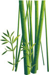 夏季精美竹子竹叶设计素材