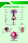 胸泌外科 泌尿生殖系统 解剖图