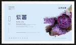 紫薯