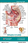 男性盆骨正中矢状图科室解剖图