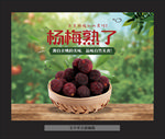 余姚杨梅