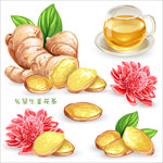 养生茶生姜姜片姜茶姜花素材元素