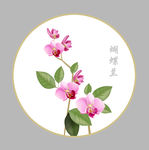 蝴蝶兰