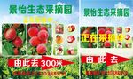 采摘 果园 农产品 水果 桃子