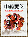 中药灵芝
