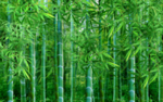 竹报平安竹林背景
