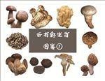 云南野生菌