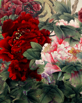 粉色玫瑰花