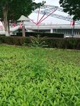小草 绿色草地 绿草如茵 草叶
