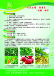 科尔夫化肥