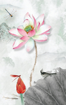 荷花