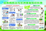 结核病 猪温 传染病 预防接种