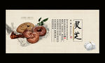 灵芝