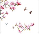 玉兰花