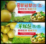 翠冠梨海报