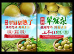 翠冠梨海报