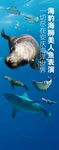 海豹表演