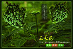 三七花