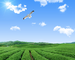 蓝天