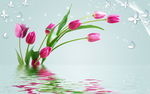 梦幻 郁金香 水波倒影