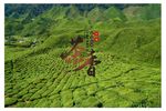 绿色茶叶背景海报