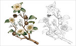 茶花插画手绘