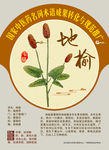 地榆 手绘中药