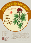 三七 金不换 田七 手绘中药